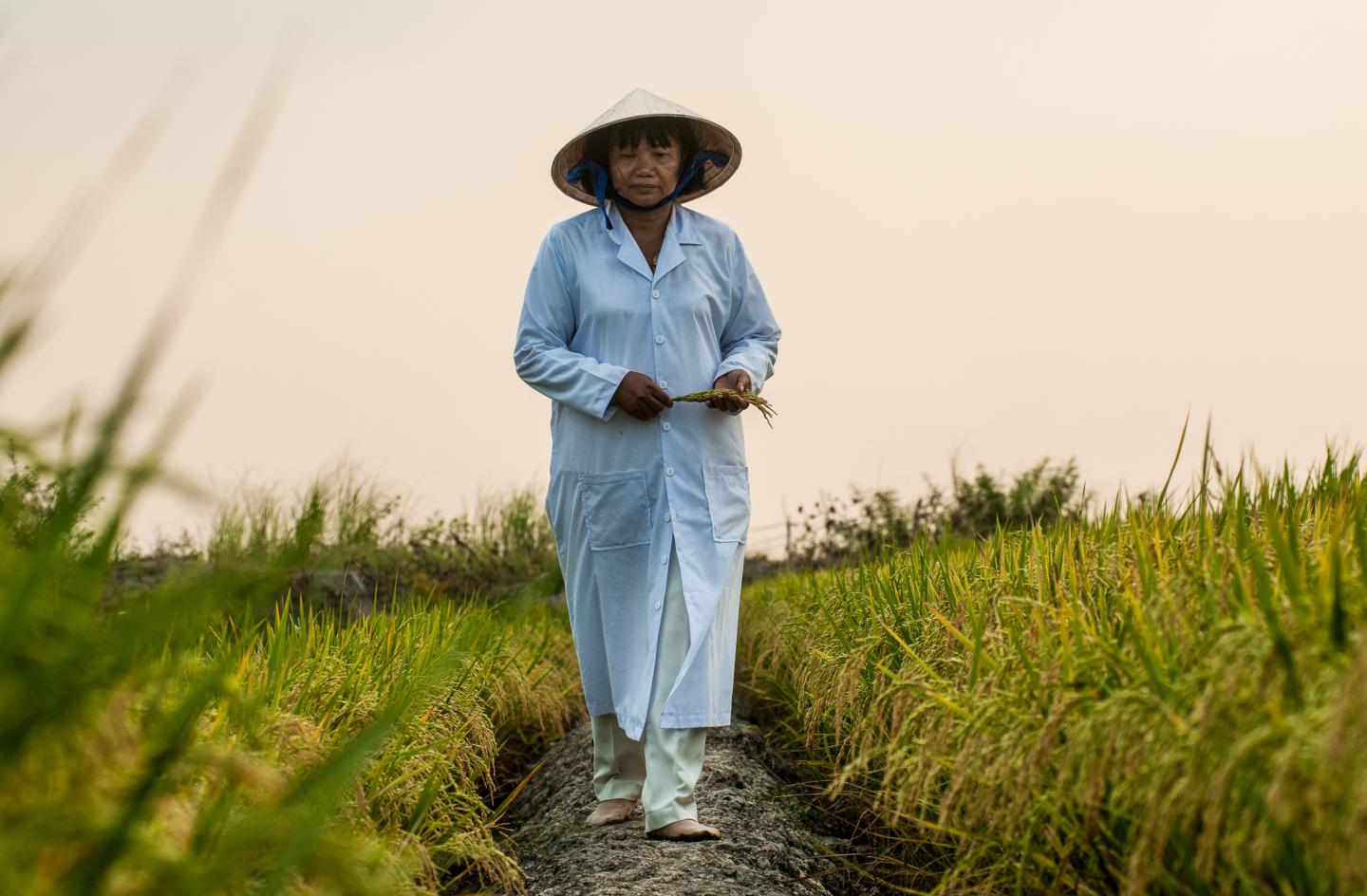 Testing Rice Varieties in Vietnam