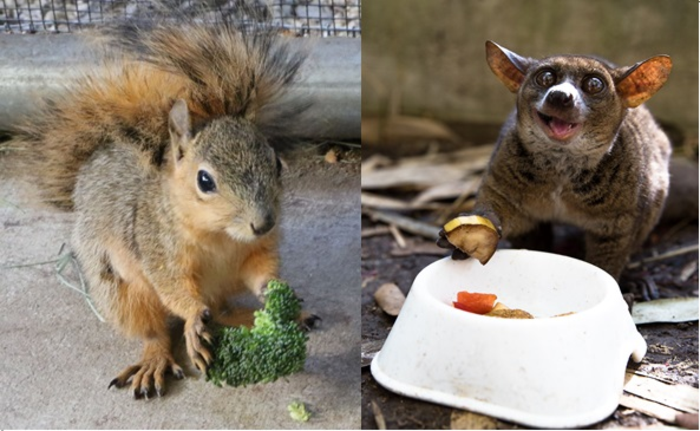 Soft food diet increases risk for fruit eating animals