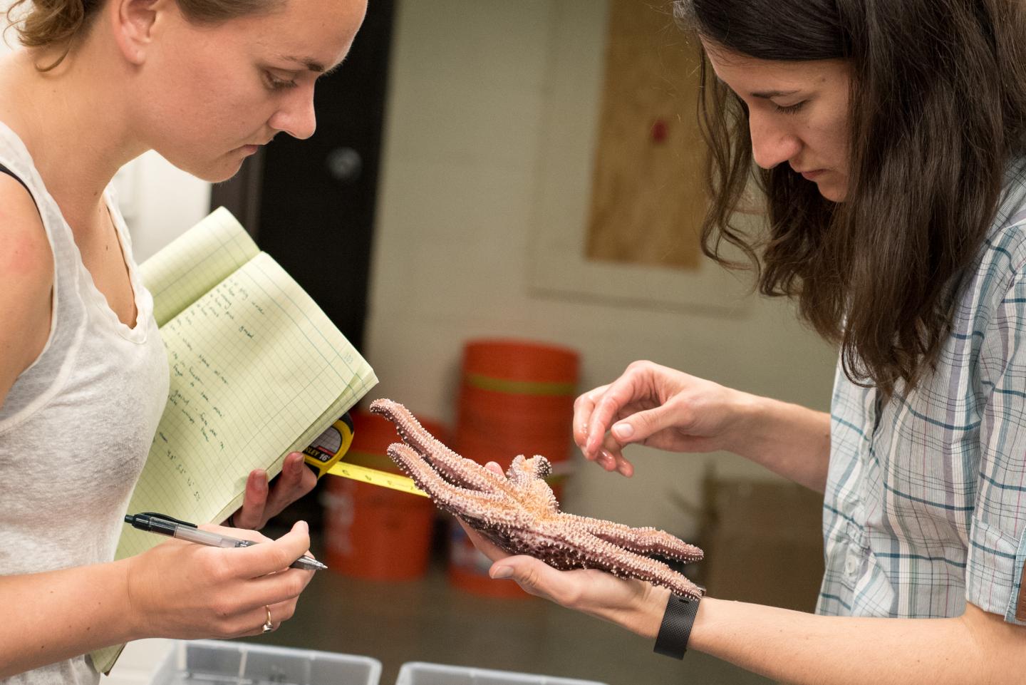 Scientists Examine Sea Star