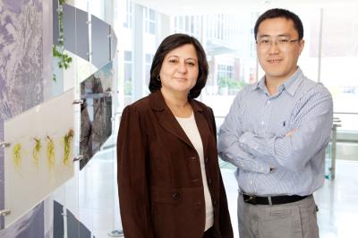 Madhu Khanna and Xiaoguang Chen, University of Illinois Energy Biosciences Institute