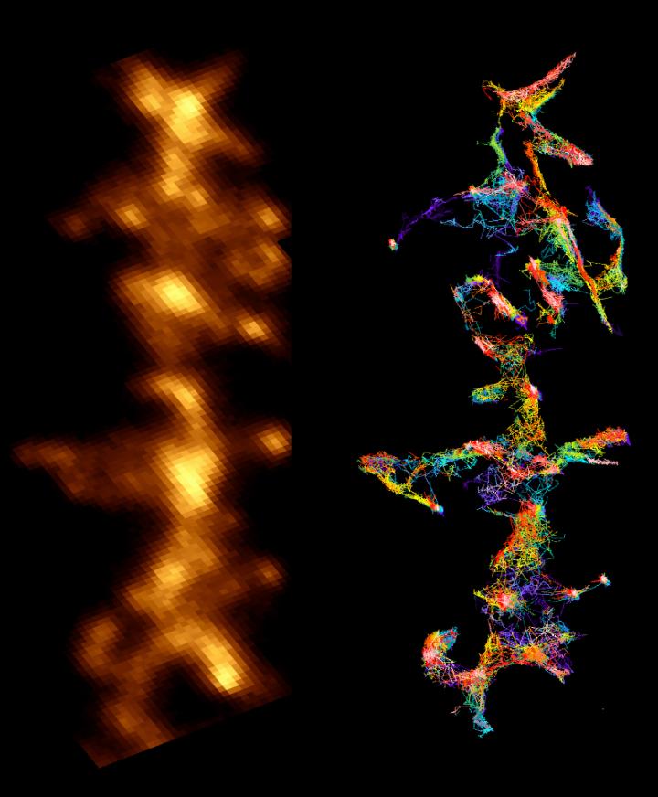 Rat Hippocampal Neurons