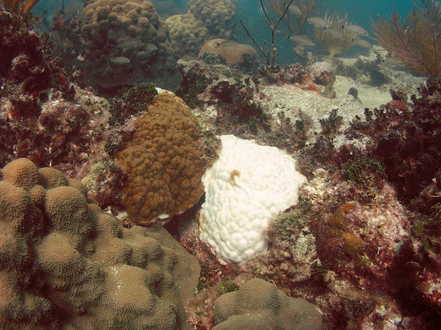 Healthy and Bleached Coral