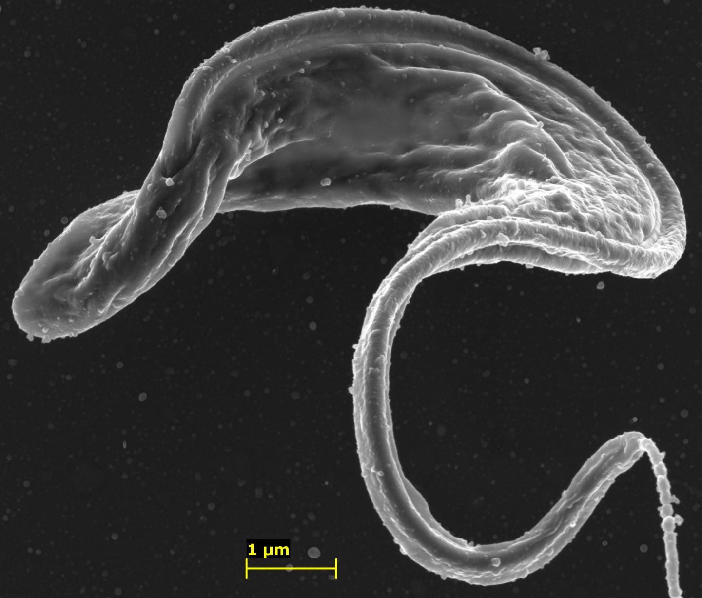 <i>Trypanosoma Brucei</i>