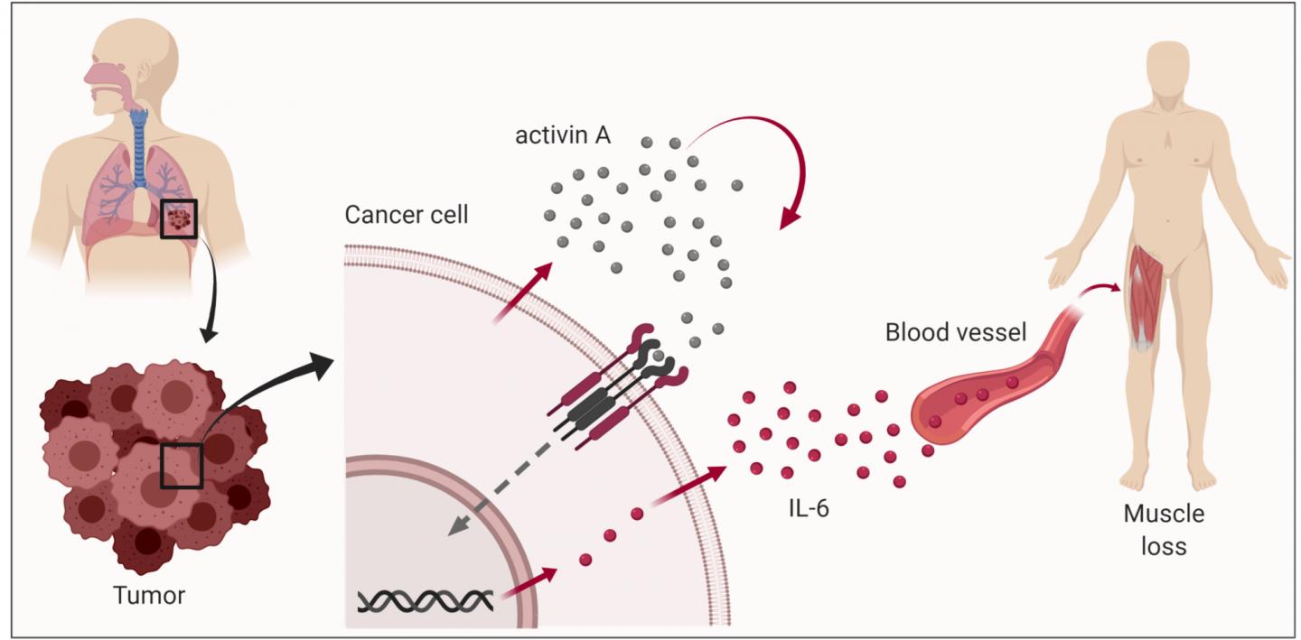 The Signaling System that Leads to Cachexia