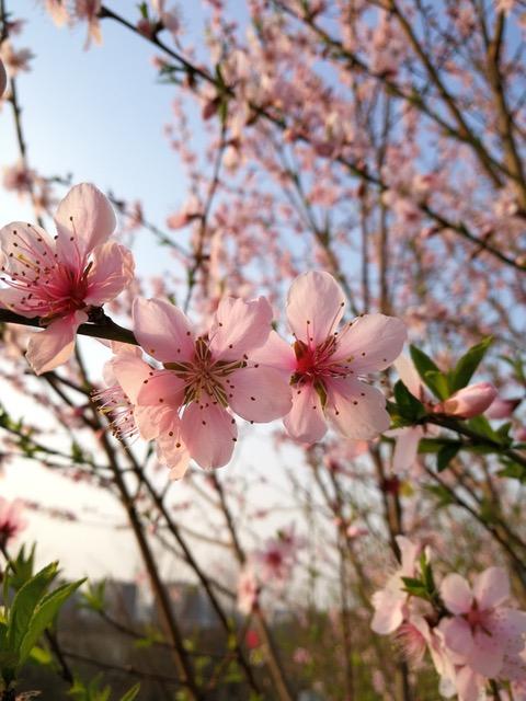 Disposable Parts Of Plants Mutate More Quickly