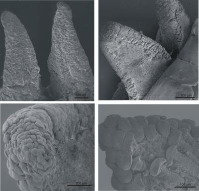 Gecko Tail Detachment (1 of 3)