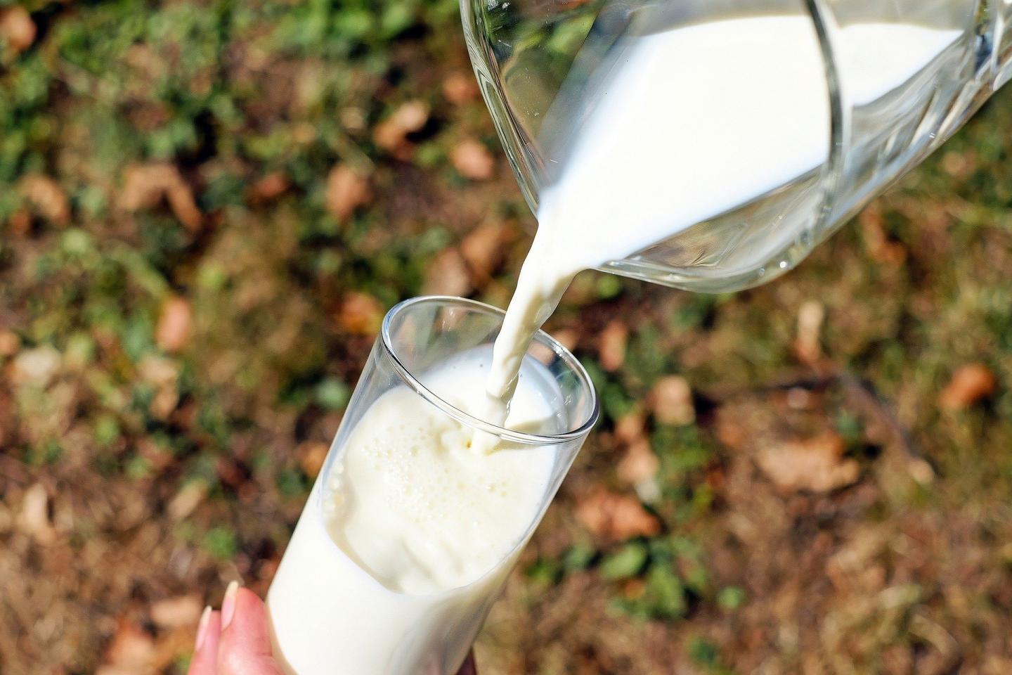 How to Obtain Immune Bovine Milk to Strengthen the Body Against Covid-19