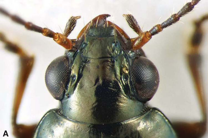 Bembidion brownorum