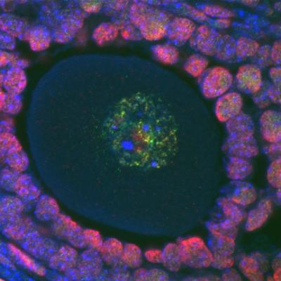 Egg Cell Inside Mouse Ovary (2 of 2)