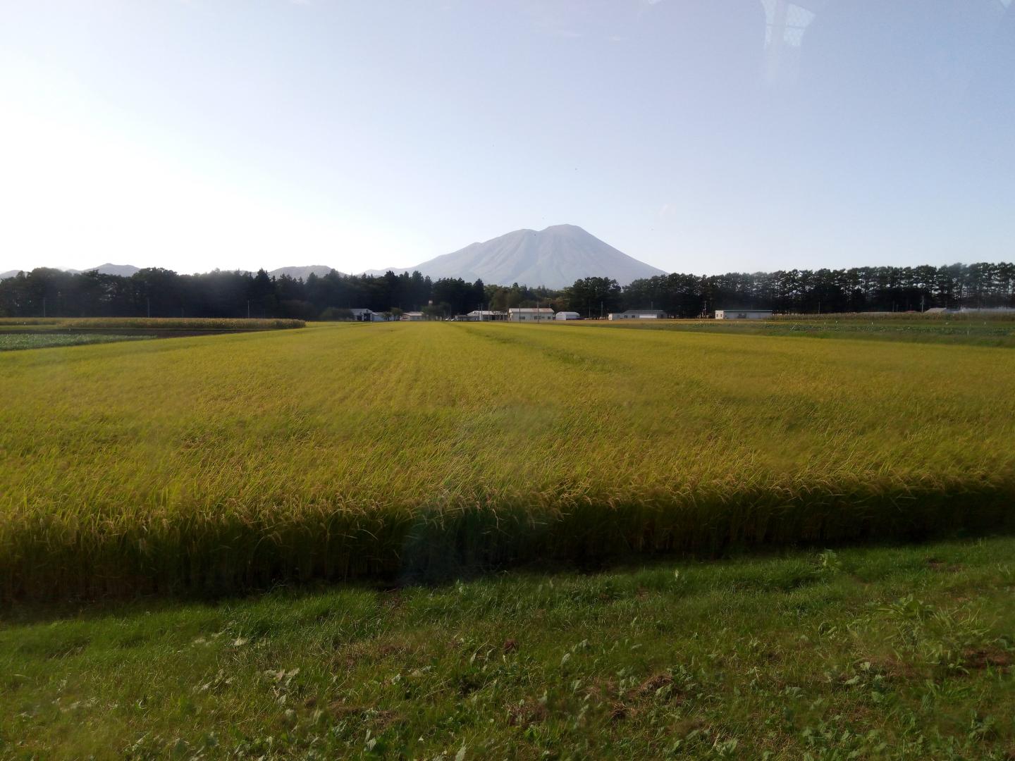 Can pesticide use in rice paddy fields be made smarter?