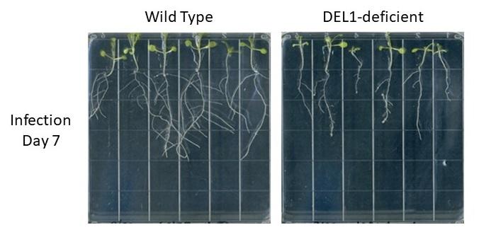 野生型とDEL1欠損体における根の成長