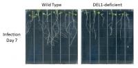 Root growth in wild type and DEL1 deficient plants