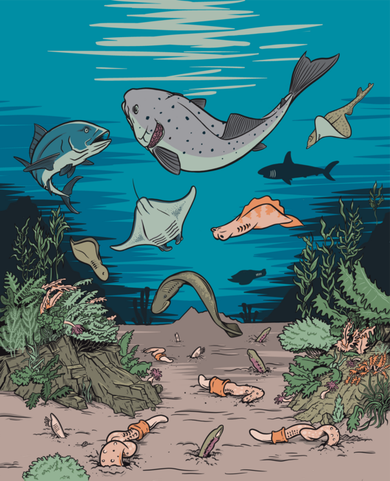 Evolution of gills [IMAGE] EurekAlert! Science News Releases