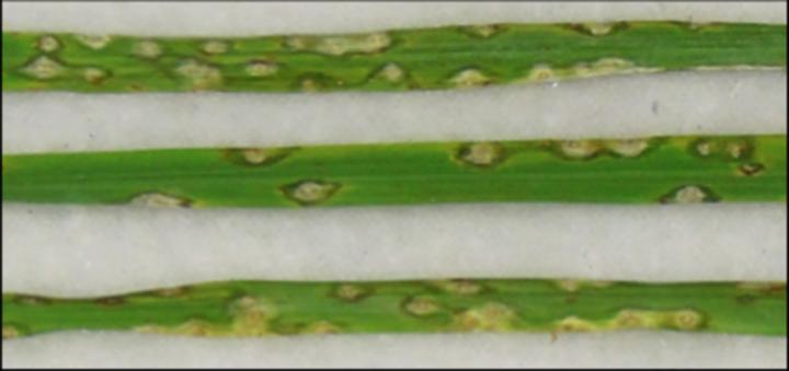 Rice Blast Disease