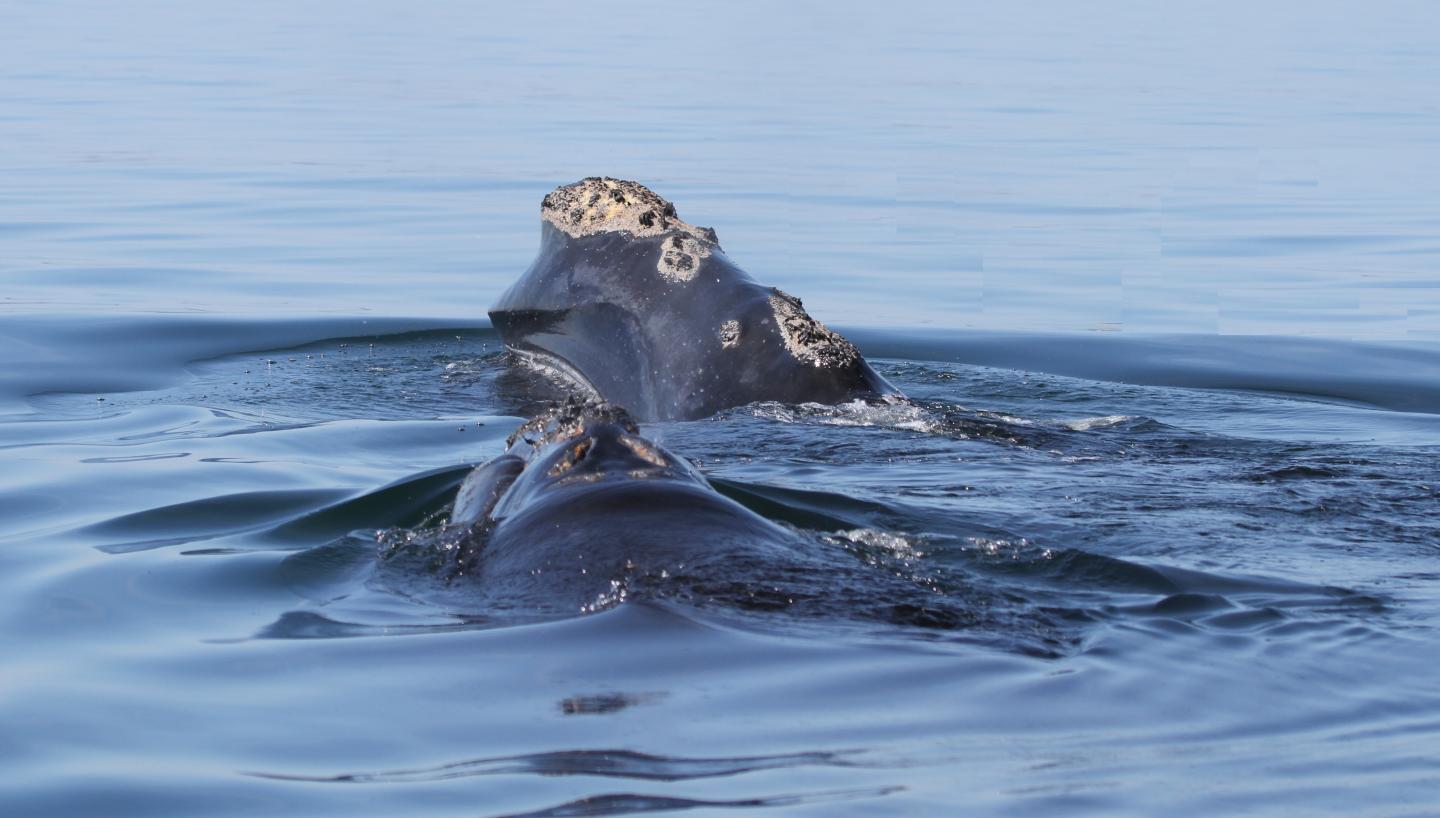 North Atlantic Right Whale
