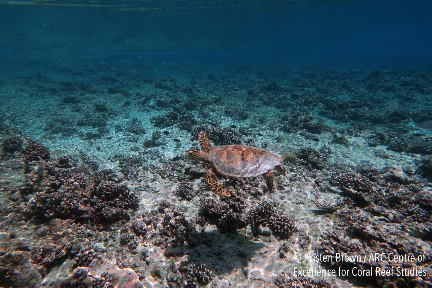 Coasts drown as coral reefs collapse under warming & acidification