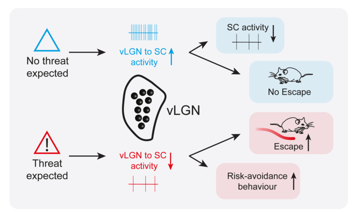 How vLGN regulates instinctive escape behaviour in mice