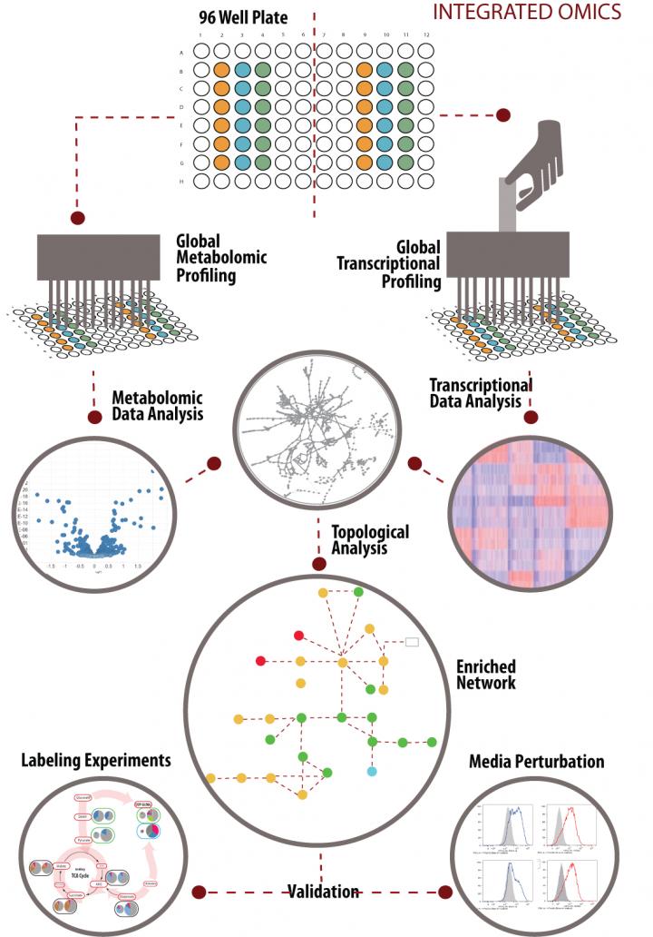 Integrated Metabolic-Transcriptional Profiling and Analysis Pipeline