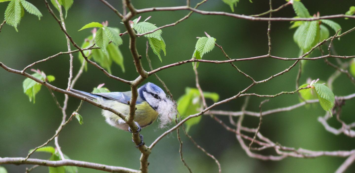 Adult Blue Tit