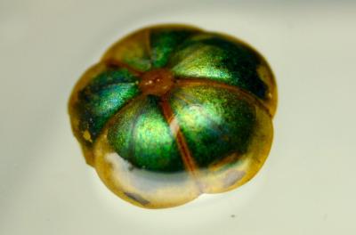 Bastard Hogberry Floating in Water