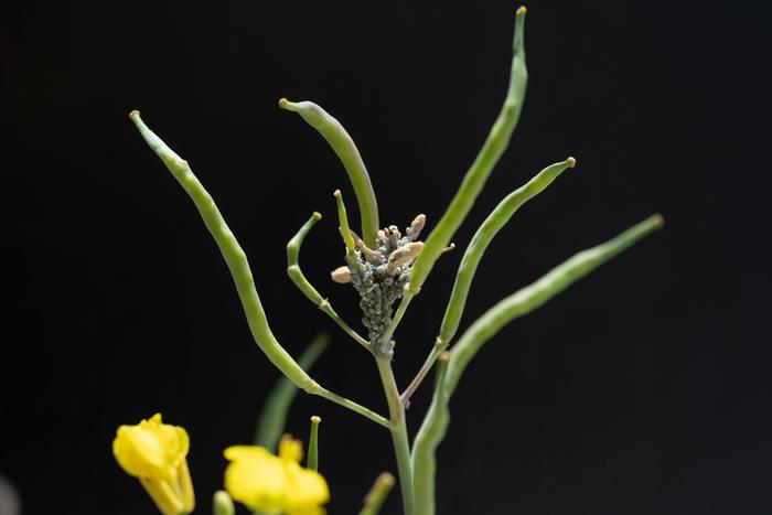 Cabbage aphids