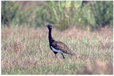 Bengal florican