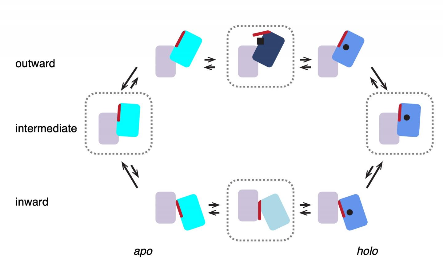 The Aspartate Transport Process