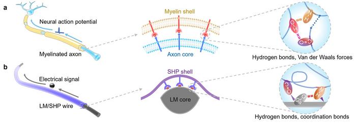 Schematic illustration of dynamic-stable and self-healable wires inspired by the myelinated axon