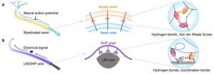 Schematic illustration of dynamic-stable and self-healable wires inspired by the myelinated axon