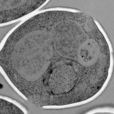 One for You, One for Me