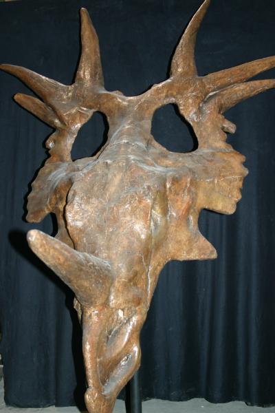 Styracosaurus Skull