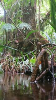 Trees in Suriname