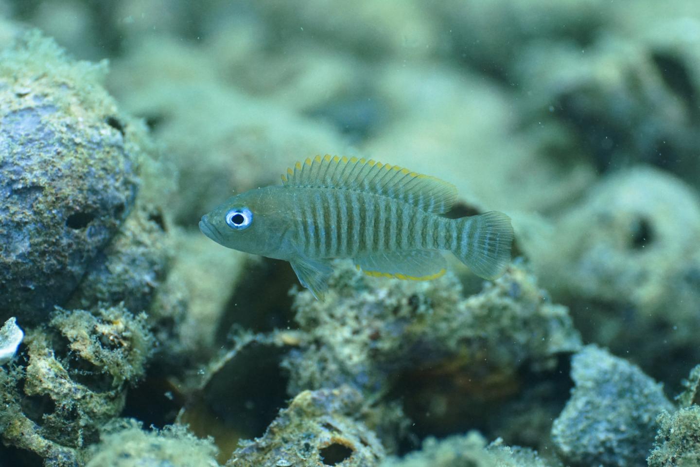 Shell-dwelling cichlid