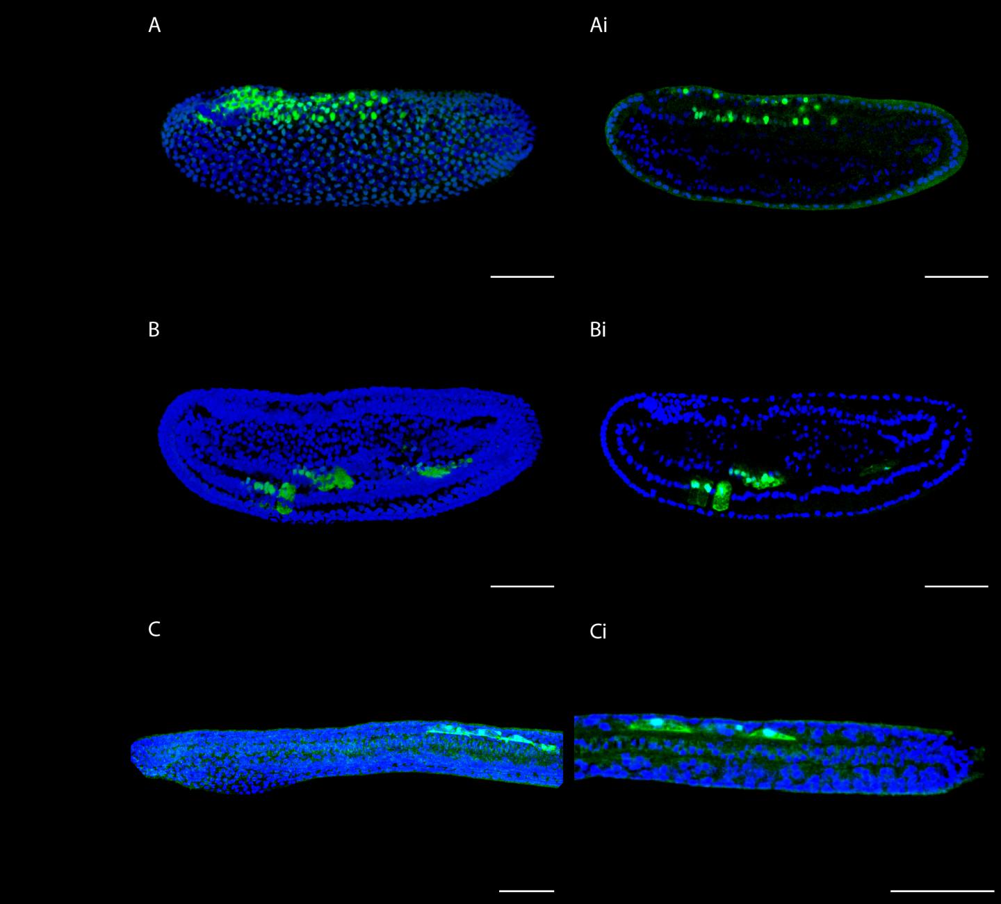 'Reporter' Constructs of Amphioxus Embryos