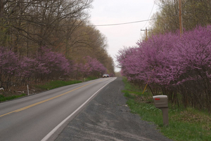 RuralRoad