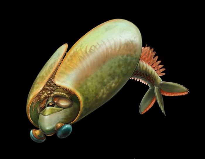 Life reconstruction of Odaraia.