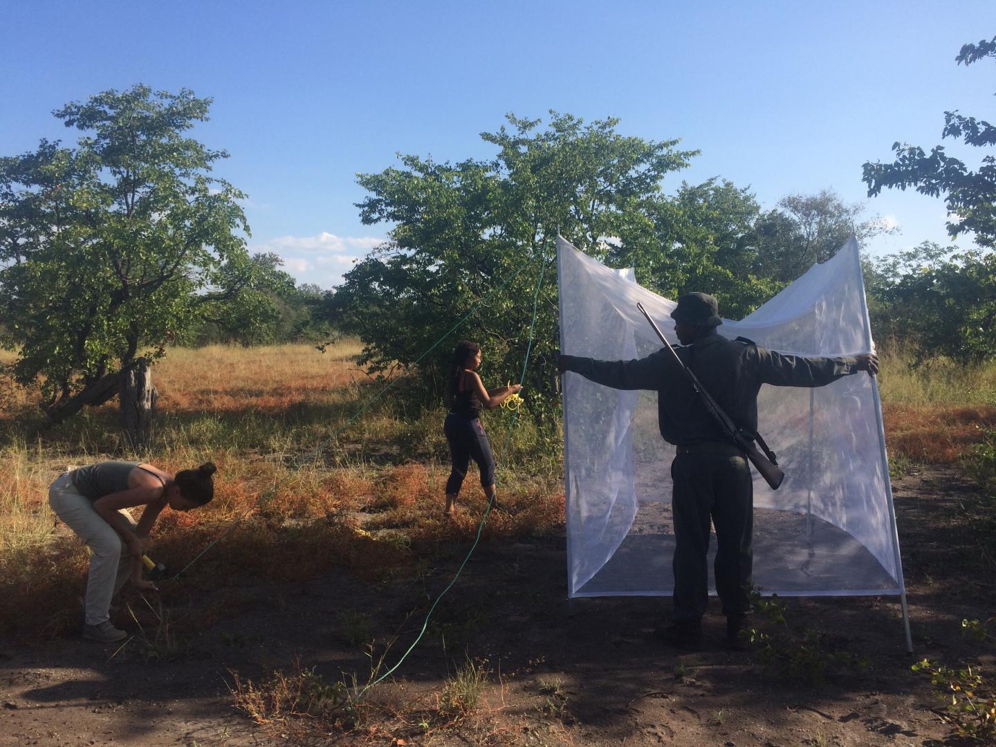 Trapping mosquitoes in South Africa