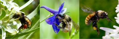 Climate's Effects on Flowers Critical for Bumble Bees