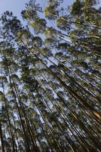 Looking up at Eucalyptus Trees in Brazil