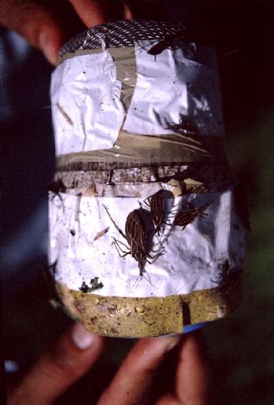 Adhesive Trap for Triatomine Bugs