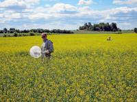 Monitoring of Wild Bees during the Project Implementation in a Rape Field