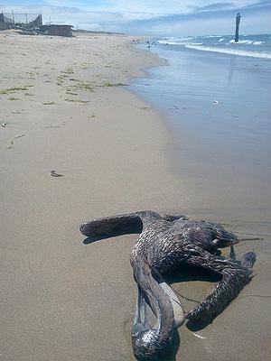 Dead Pelican on Beach During 2015 Harmful Algal Bloom in Monterey Bay