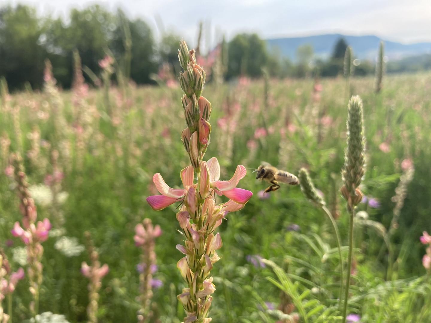 Species-rich grassland