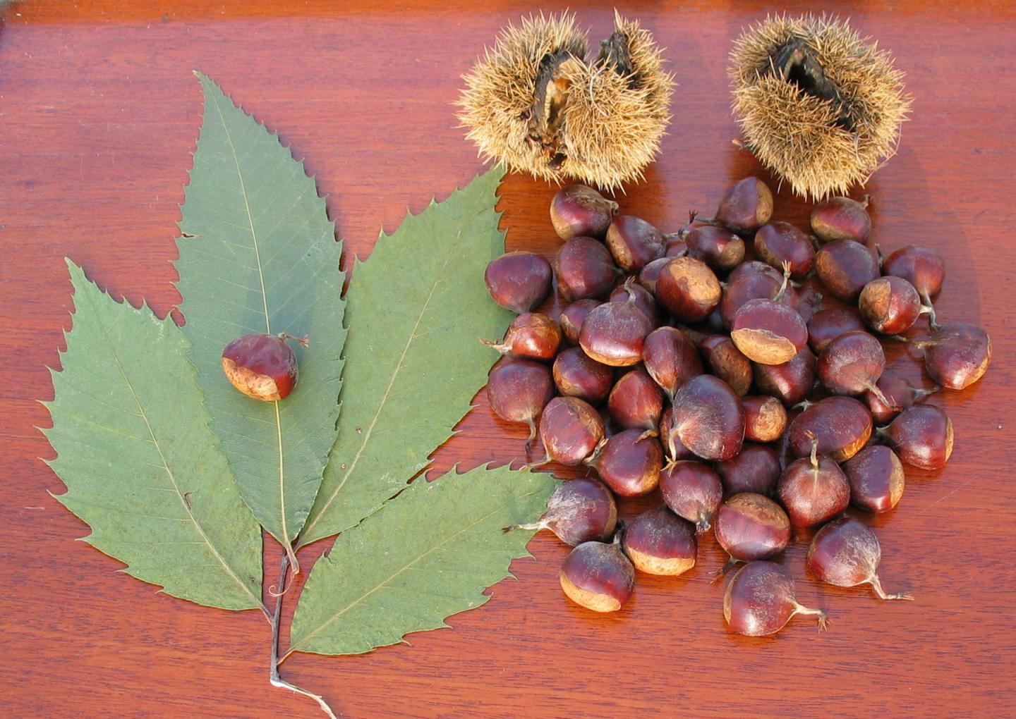 Chestnuts
