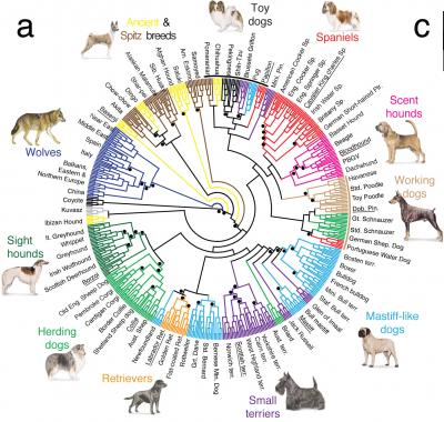 how genetically similar are dogs