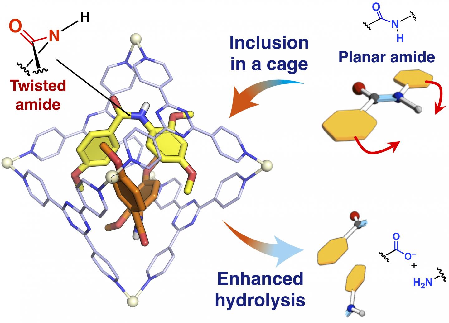 Molecular Cage