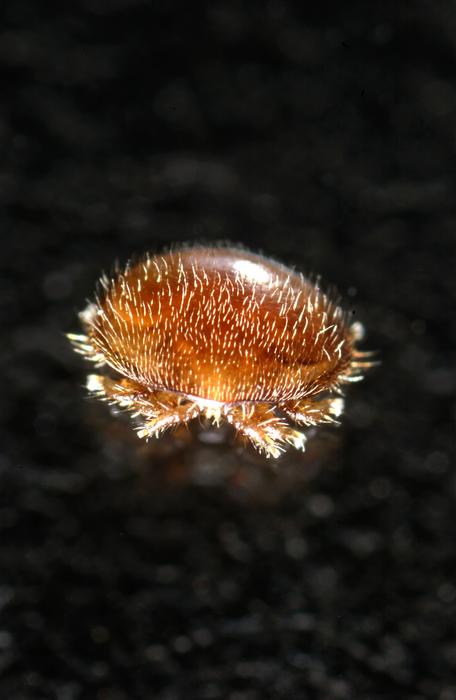 Varroa mite Varroa destructor.