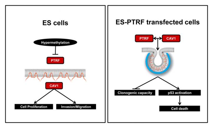 Graphical Abstract