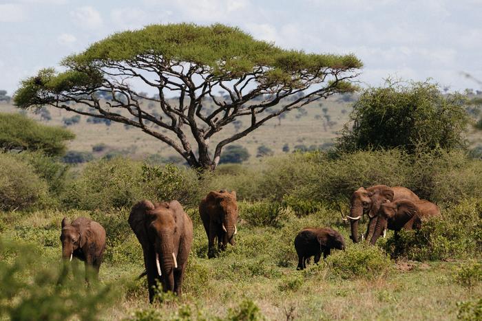 Lost Giants: New Study Reveals the Abundance Decline of African Megafauna