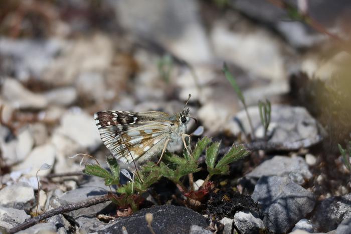 The Safflower Skipper